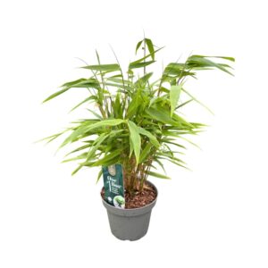 Fargesia other One Boo™ P14
(8 Plants/Order)(14cmP 30cmH)