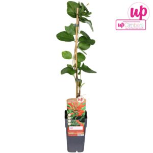 Lonicera Dropmore Scarlet brownii P15
(10 Plants/Order)(15cmP 65cmH)
