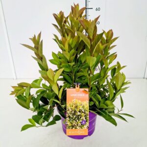 Itea virginica Love Child' 40-50C5
(1 Plants/Order)(23cmP 60cmH)
