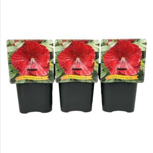 Hibiscus Cranberry Crush PBR C5
(1 Plants/Order)(21cmP 35cmH)