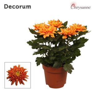 Chrysanthemum Durango Chrysanne® Zembla Next Orange p17
(6 Plants/Order)(17cmP 35cmH)