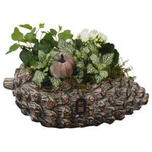 Arrangement kamer PTHI3277 Arrangement Autumn Indoor in beton Pot in noot vorm
(4 Plants/Order)(28cmP 17cmH)