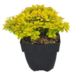 Berberis thunbergii 'Lime Star'
(6 Plants/Order)(17cmP 30cmH)