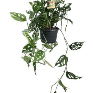 Monstera obliqua Leichtlinii in hangpot
(4 Plants/Order)(17cmP 40cmH)