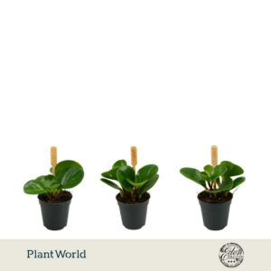 Peperomia Green Gold Obtusifolia green 5,5cm
(20 Plants/Order)(5.5cmP 10cmH)