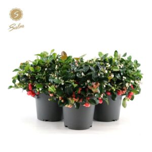 Gaultheria Big Berry pr. P15
(6 Plants/Order)(15cmP 28cmH)
