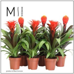 Guzmania Rockyflower 12cm Mimesis
(10 Plants/Order)(12cmP 45cmH)