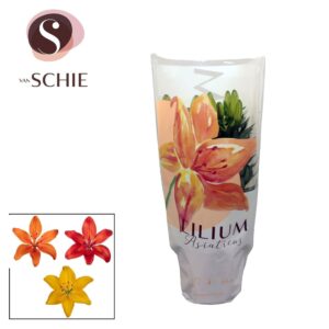 Lilium Aziaat mix 13cm
(9 Plants/Order)(13cmP 35cmH)