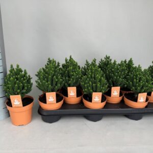 conifers thyoides El Paso Chamaecyparis thyoides El Paso P11
(12 Plants/Order)(10.5cmP 20cmH)