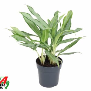 Aglaonema White Lance
(6 Plants/Order)(17cmP 50cmH)