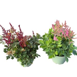 Astilbe Younique mix
(1 Plants/Order)(19cmP 50cmH)