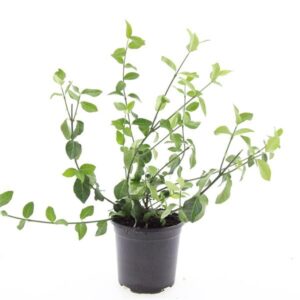 Euonymus fortunei Coloratus
(8 Plants/Order)(14cmP 10cmH)