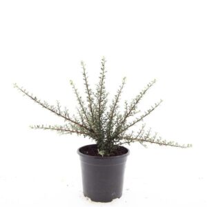 Cotoneaster m. 'Tanja'
(8 Plants/Order)(14cmP 10cmH)