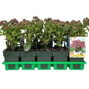 Sedum telephium Seduction Pink Pass
(10 Plants/Order)(11cmP 25cmH)