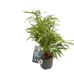 Fargesia other One Boo' P17
(1 Plants/Order)(17cmP 40cmH)