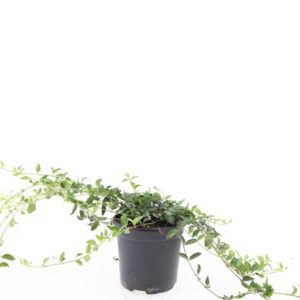 Vinca minor
(8 Plants/Order)(14cmP 25cmH)