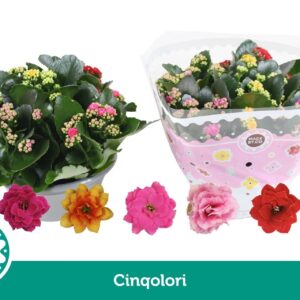 Kalanchoe Cinqolori Carnaval
(14 Plants/Order)(23cmP 27cmH)