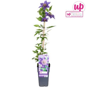Clematis Multi Blue
(10 Plants/Order)(15cmP 65cmH)
