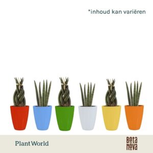 Sansevieria Cylindrica mix: Twist-Spaghetti in Ceramics Osaka
(16 Plants/Order)(6cmP 15cmH)