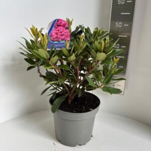 Rhododendron Marie Fortier'
(1 Plants/Order)(23cmP 45cmH)