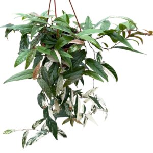 Ficus Sagittata Variegata Pink
(8 Plants/Order)(14cmP 35cmH)