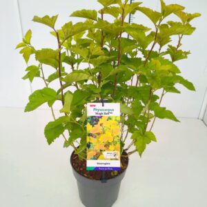 Physocarpus opulifolius Physocarpus op. 'Magic Ball' PBR 50-60C5
(1 Plants/Order)(23cmP 70cmH)
