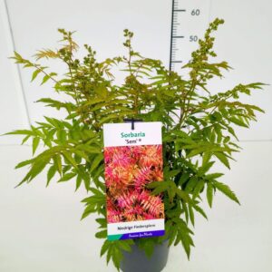 sorbifolia Sem Sorbaria sorbifolia 'Sem' 30-40C3
(1 Plants/Order)(19cmP 50cmH)