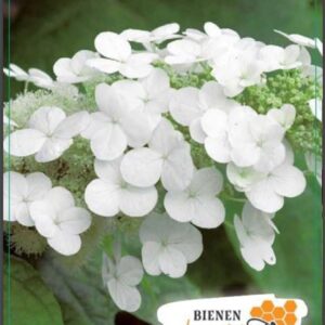 Hydrangea quercifolia Hydrangea q. 'Ice Crystal' 30-40C5
(1 Plants/Order)(23cmP 50cmH)