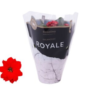 Kalanchoe Rosalina Kalanchoe Rosalina 07cm Royale Justino red
(16 Plants/Order)(7cmP 15cmH)