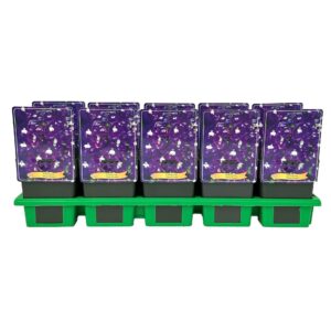 Delphinium Aurora Deep Elatum Purple' P11
(10 Plants/Order)(11cmP 25cmH)