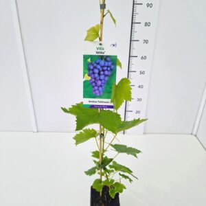 Vitis other white Vitis 'Attika' 80CMC2
(10 Plants/Order)(17cmP 100cmH)