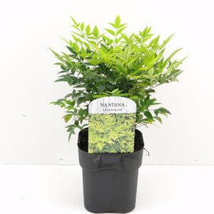 Nandina domestica Lemon Lime
(6 Plants/Order)(17cmP 27cmH)