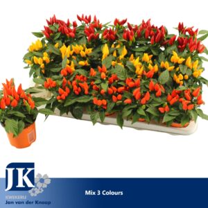 Capsicum Salsa mixed
(15 Plants/Order)(10.5cmP 20cmH)