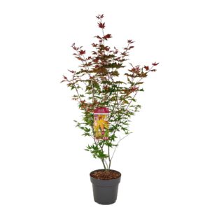 Acer palmatum Redwine Acer palm. 'Redwine' ®
(1 Plants/Order)(29cmP 80cmH)