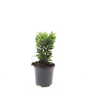 Euonymus japonicus Green Spire
(8 Plants/Order)(14cmP 10cmH)