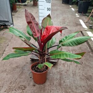 Philodendron Prince of Orange'
(1 Plants/Order)(27cmP 70cmH)