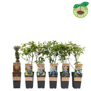 Vaccinium corymbosum mix tray, P15
(10 Plants/Order)(15cmP 40cmH)