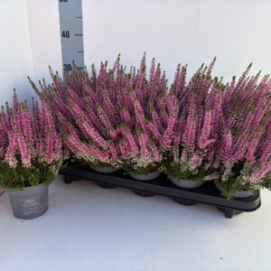 Calluna Beauty Ladies Mia
(10 Plants/Order)(10.5cmP 25cmH)