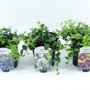 Vinca minor mix LAAG
(6 Plants/Order)(17cmP 10cmH)