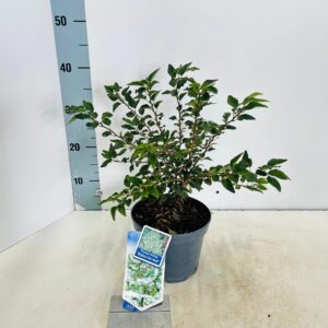 Prunus incisa Kojou-no-mai
(1 Plants/Order)(23cmP 40cmH)