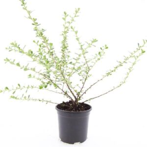 Escallonia Donard Seedling
(8 Plants/Order)(14cmP 25cmH)