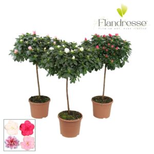 Rhododendron mix Azalea Flandresse® stam 30 cm
(4 Plants/Order)(19cmP 65cmH)