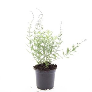 Perovskia Blue Spire
(8 Plants/Order)(14cmP 25cmH)