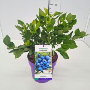Vaccinium corymbosum Goldtraube 71 Vaccinium cor. 'Goldtraube' 40-60C5
(1 Plants/Order)(23cmP 60cmH)