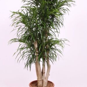 Dracaena Anita
(1 Plants/Order)(40cmP 170cmH)