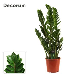 Zamioculcas zamiifolia 21 cm, 6+ Feathers
(1 Plants/Order)(21cmP 80cmH)