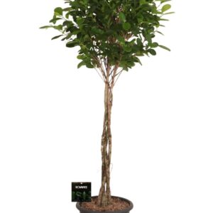 Ficus Moclame Ficus micr. Moclame gevlochten stam
(1 Plants/Order)(32cmP 150cmH)