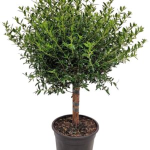 Myrtus communis Stem 1079
(6 Plants/Order)(15cmP 50cmH)