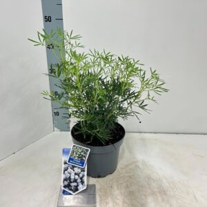 Choisya ternata White Dazzler'
(1 Plants/Order)(19cmP 45cmH)