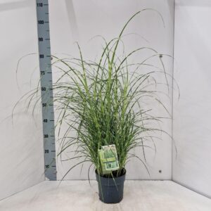 Miscanthus sinensis Little Zebra'
(1 Plants/Order)(19cmP 75cmH)